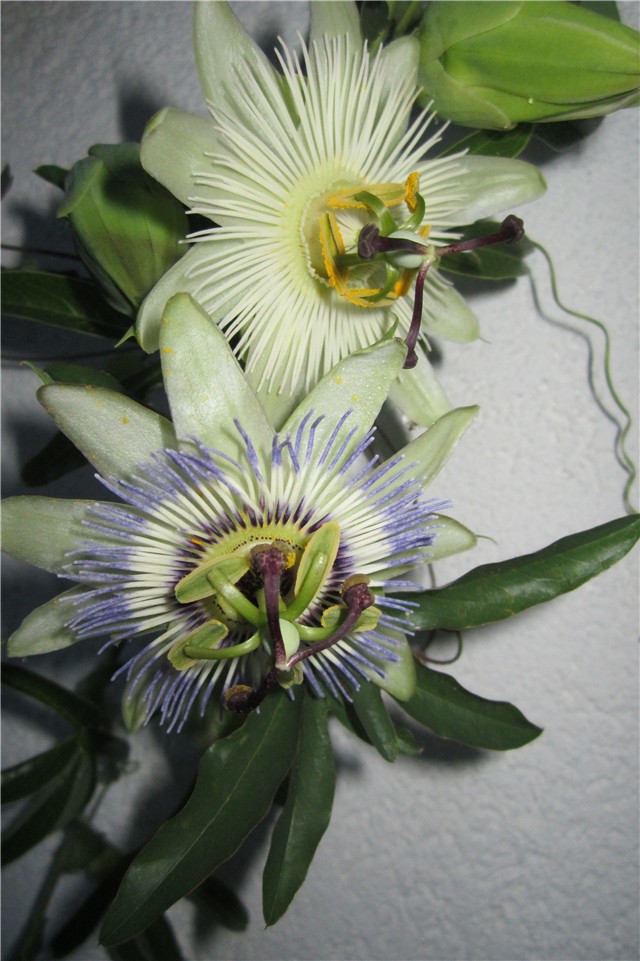 Passiflora